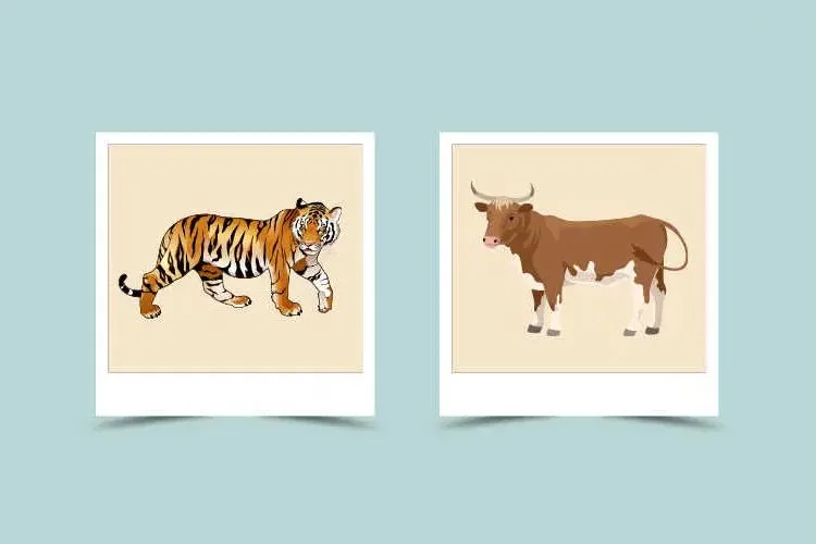 Ox and Tiger Compatibility Explained： Love, Challenges, and Harmony