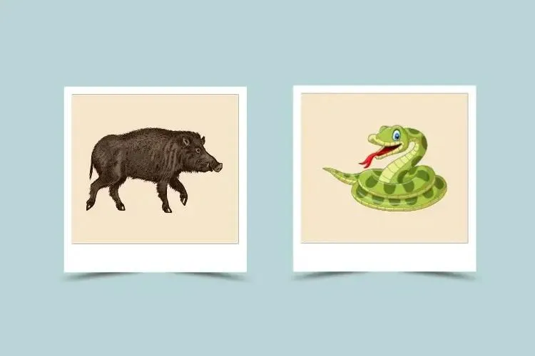 Exploring Boar and Snake Compatibility in Chinese Zodiac