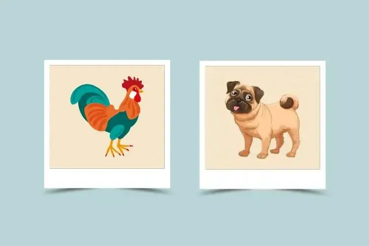 Dog and Rooster Compatibility: Can These Two Zodiac Signs Make It Work?