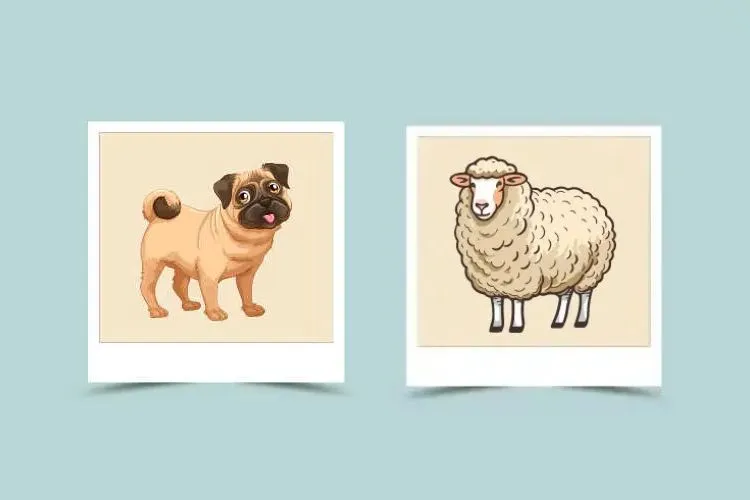 Sheep and Dog Compatibility: Understanding Their Harmonious Relationship