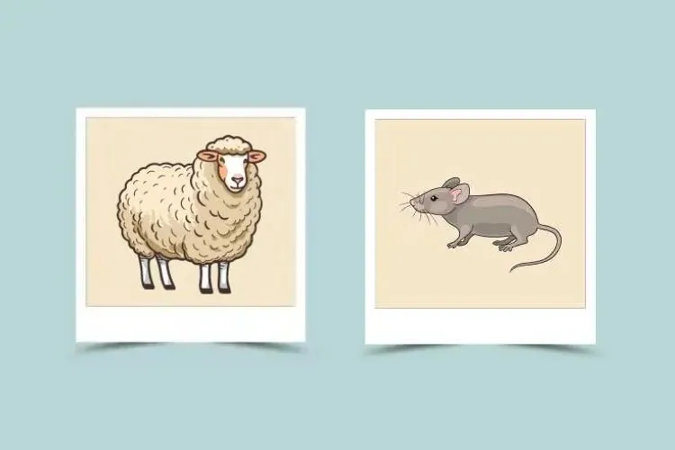 Chinese Zodiac Rat and Sheep Compatibility: A Deep Dive into Their Relationship Dynamics