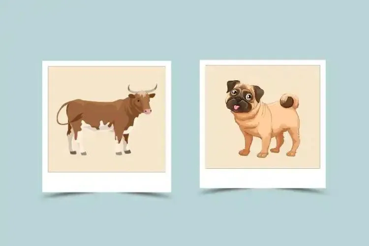 Dog and Ox Compatibility: Unveiling the Strengths and Challenges in Relationships