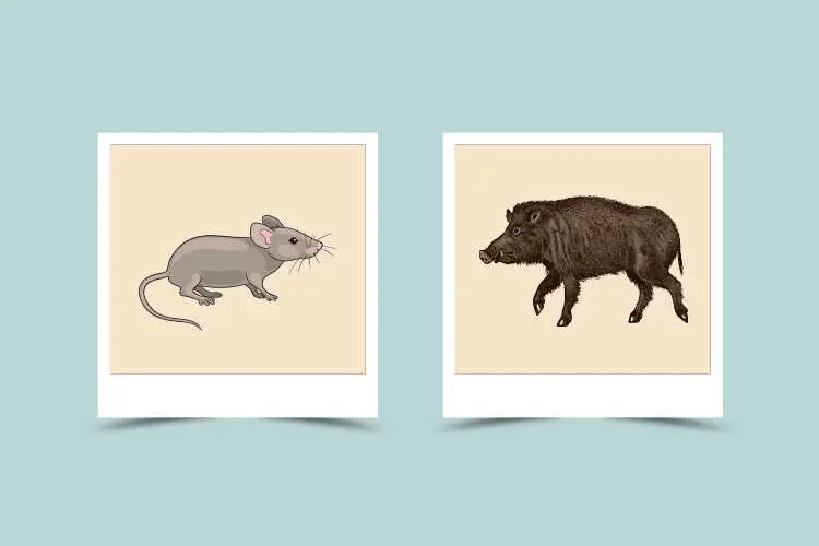 Rat and Boar Compatibility: A Perfect Match in Love and Friendship