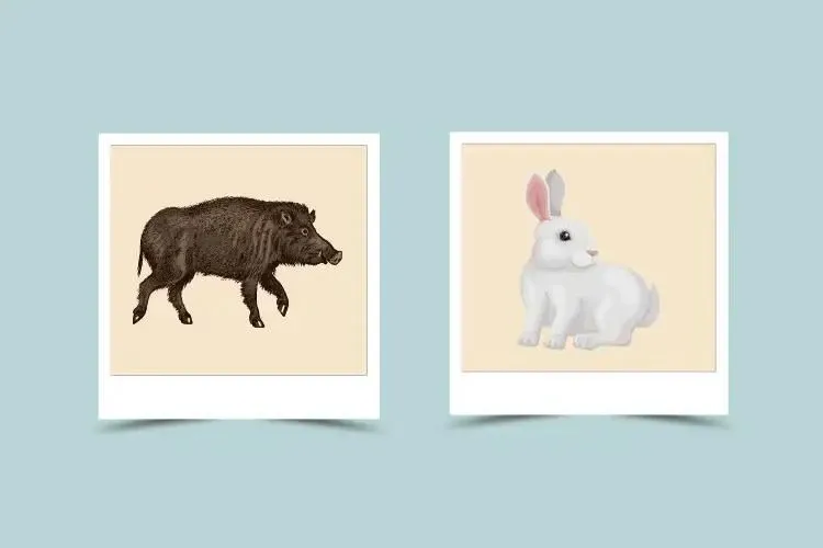 Pig and Rabbit Compatibility: A Match Made in Heaven?