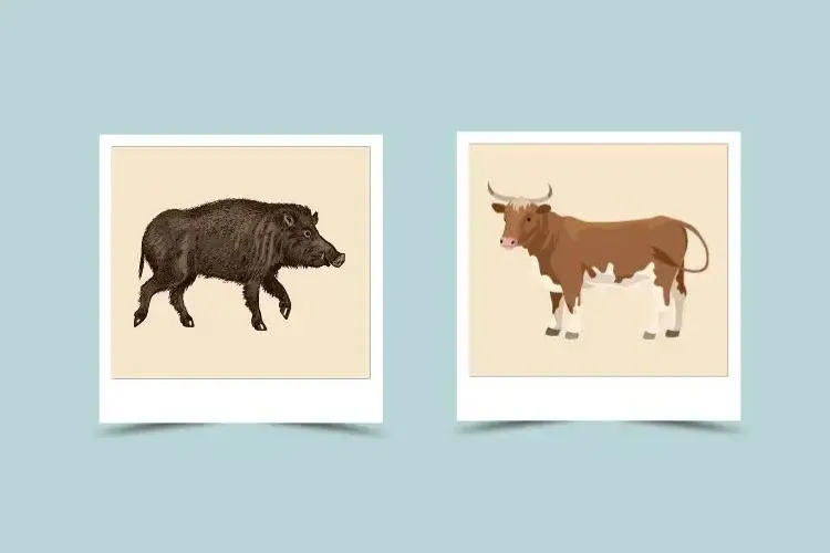 Pig and Ox Compatibility: Understanding Their Relationship