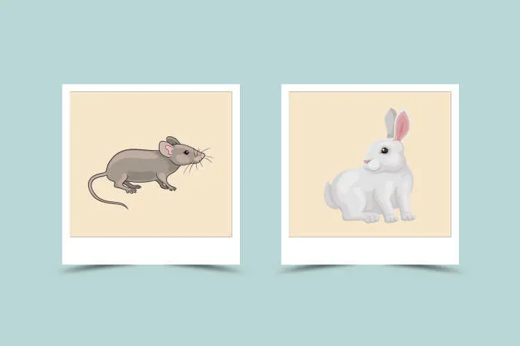 Rat and Rabbit Zodiac Signs: How Compatible Are They?