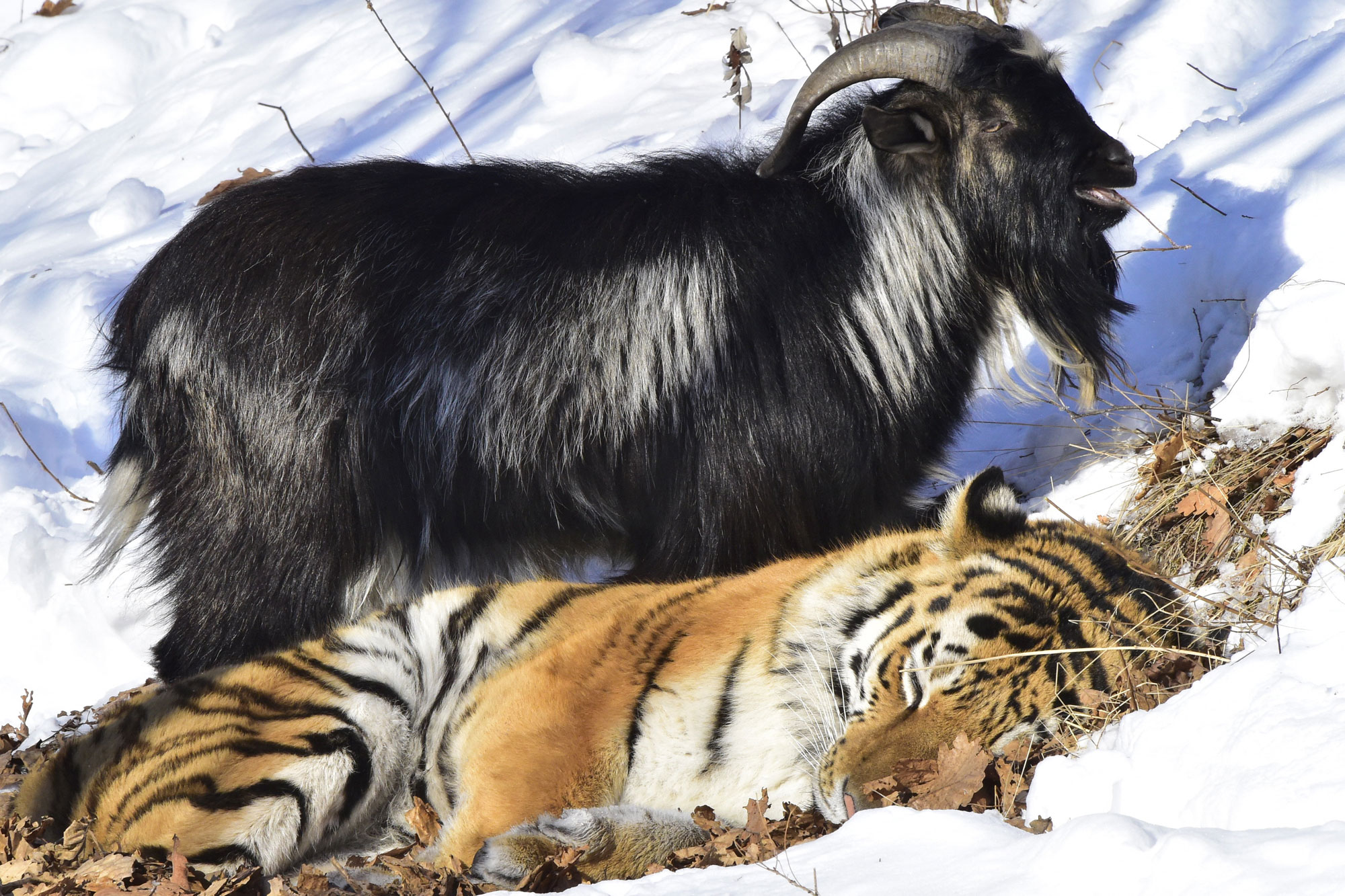 Goat Tiger Compatibility:  A Look at Love and Relationships for This Pair