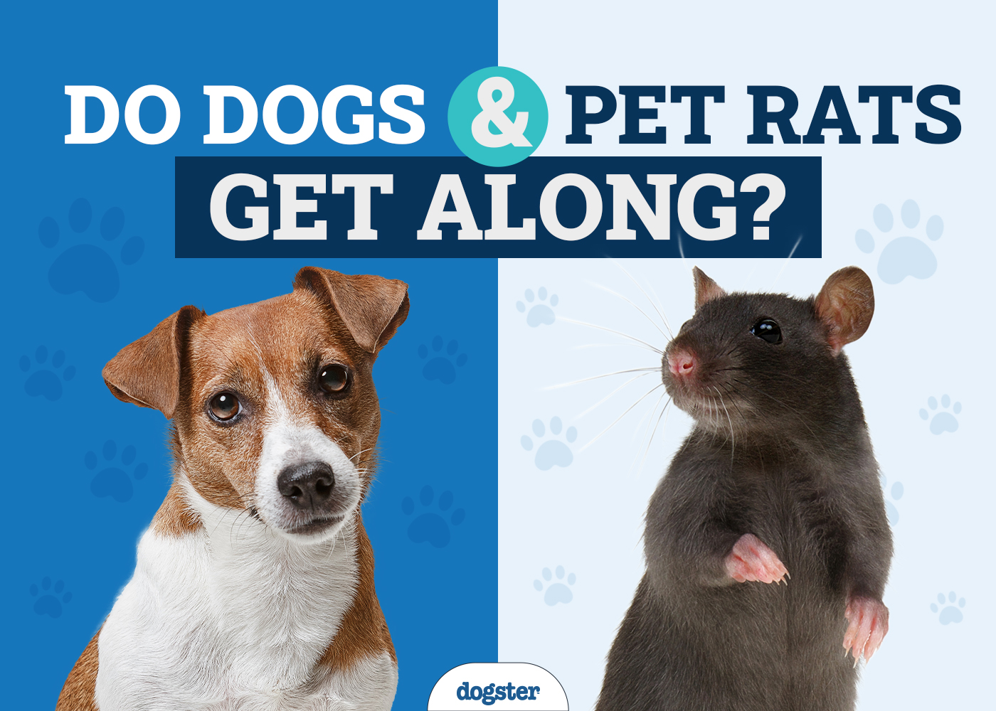 Can a Dog and a Rat Be Best Buddies? Learn All About Dog and Rat Friendship Compatibility