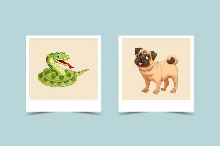 Female Snake and Male Dog Compatibility: Can They Find Love?