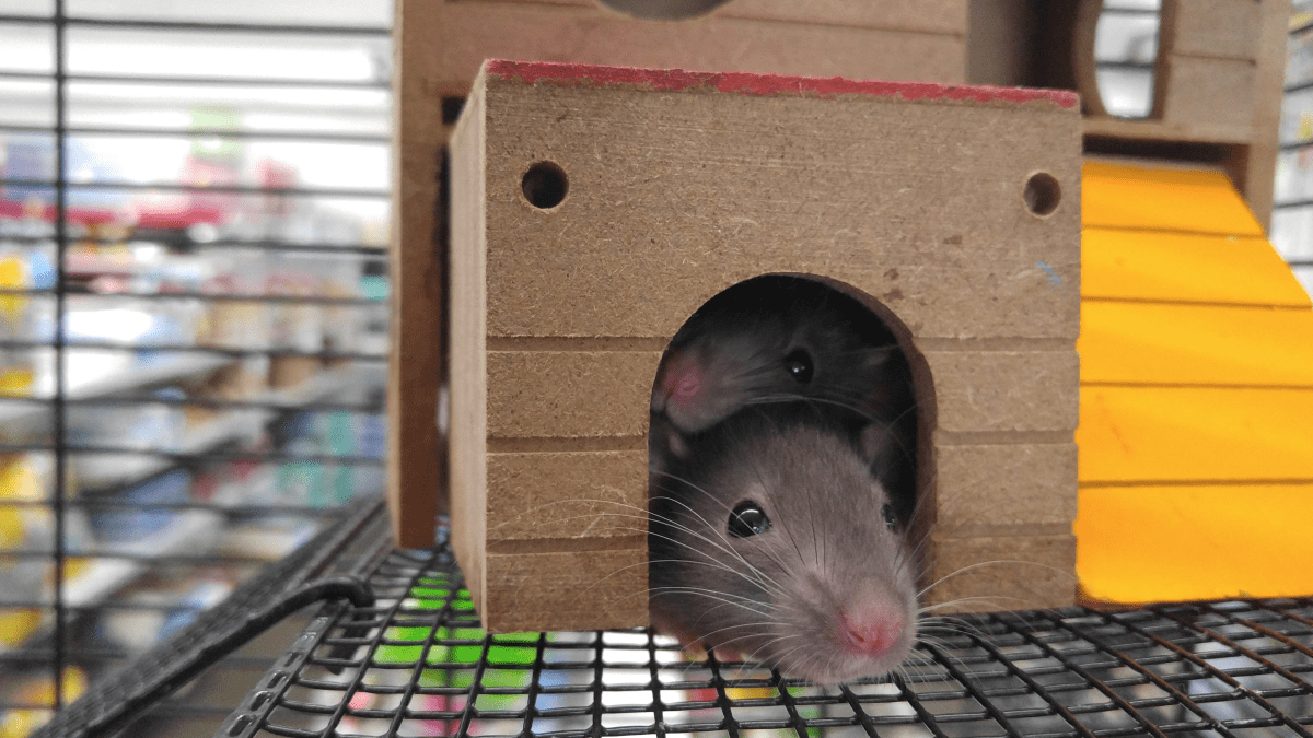 Rat Rat Compatibility: How to Introduce New Rats