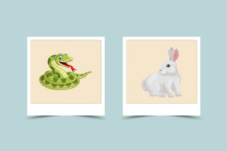 Rabbit vs Snake: Whos More Compatible in a Relationship?