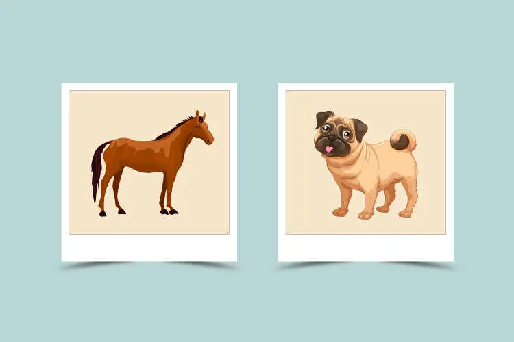 Male Dog and Female Horse Compatibility: A Chinese Zodiac Guide