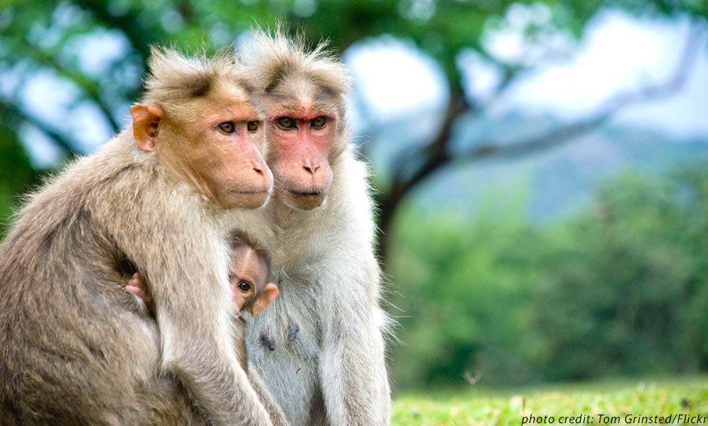 Male Monkey and Female Monkey: Their Love Compatibility Secrets Revealed