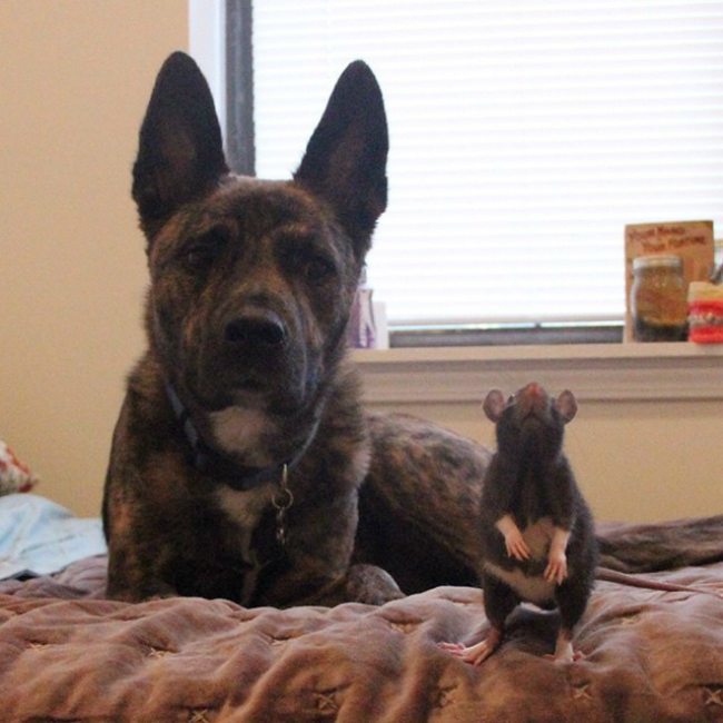 Can a Dog and a Rat Be Best Buddies? Learn All About Dog and Rat Friendship Compatibility