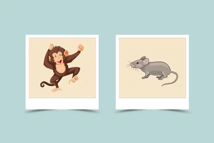 Understanding Monkey and Rat Compatibility in the Zodiac