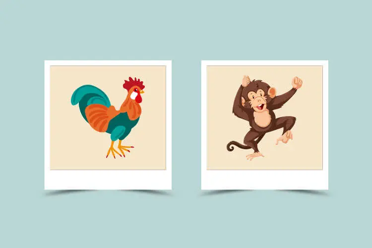 Is Monkey and Rooster a Good Match? Exploring Their Compatibility