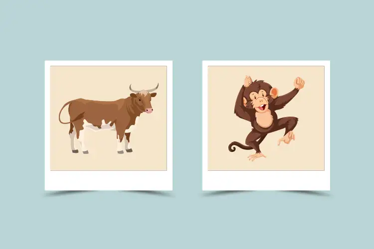 Monkey and Ox Compatibility: Can These Two Signs Find Love?