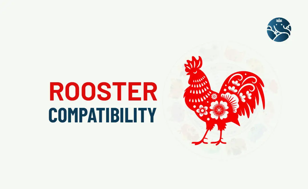 Rooster Compatibility: What Happens When Two Roosters Date?