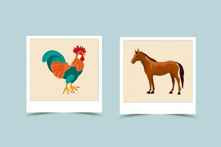 Rooster Compatibility: What Happens When Two Roosters Date?