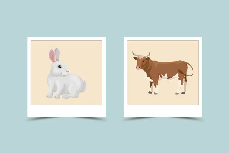 Rabbit ox compatibility: Will these two signs get along?