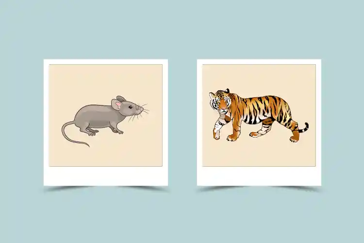 Dating a Tiger When Youre a Rat: Compatibility Tips