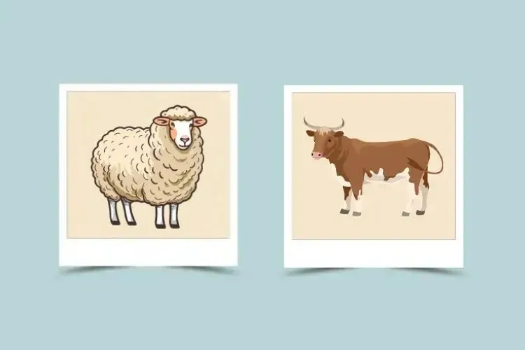 Ox and Sheep Compatibility: Challenges and Solutions