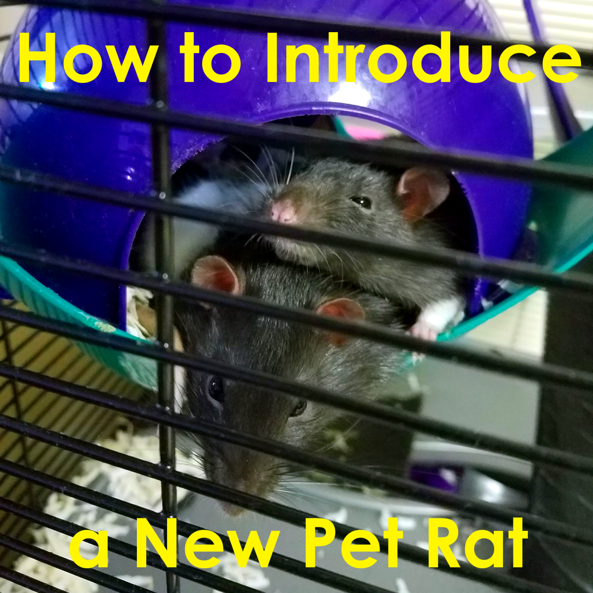 Rat Rat Compatibility: How to Introduce New Rats