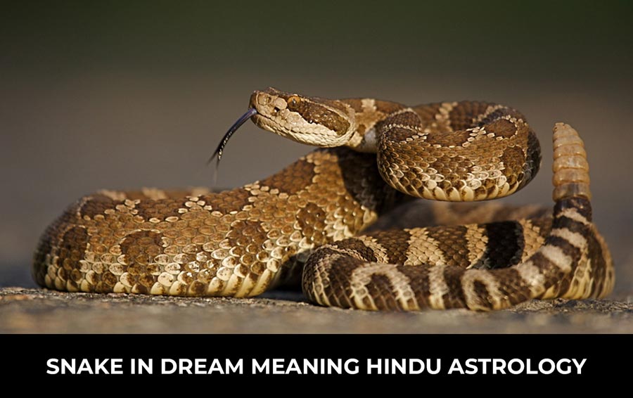 Snakes in Dream Meaning Hindu Astrology: What Your Dream Symbolizes!